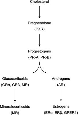 Effects of sex steroids on thymic epithelium and thymocyte development